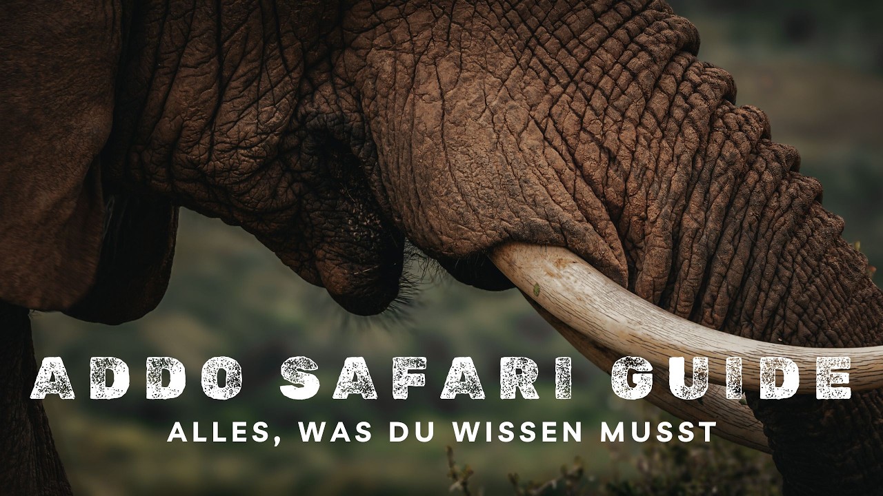 Addo Elephant Nationalpark | Alles, was du für deine Safari wissen musst