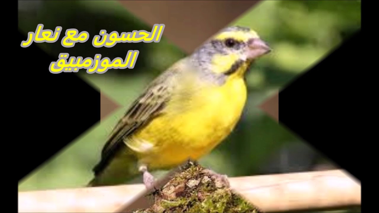 التهجين و خصوبة الطيور الناتجة عنه Hybridation et fértilité des oiseaux d'élevage