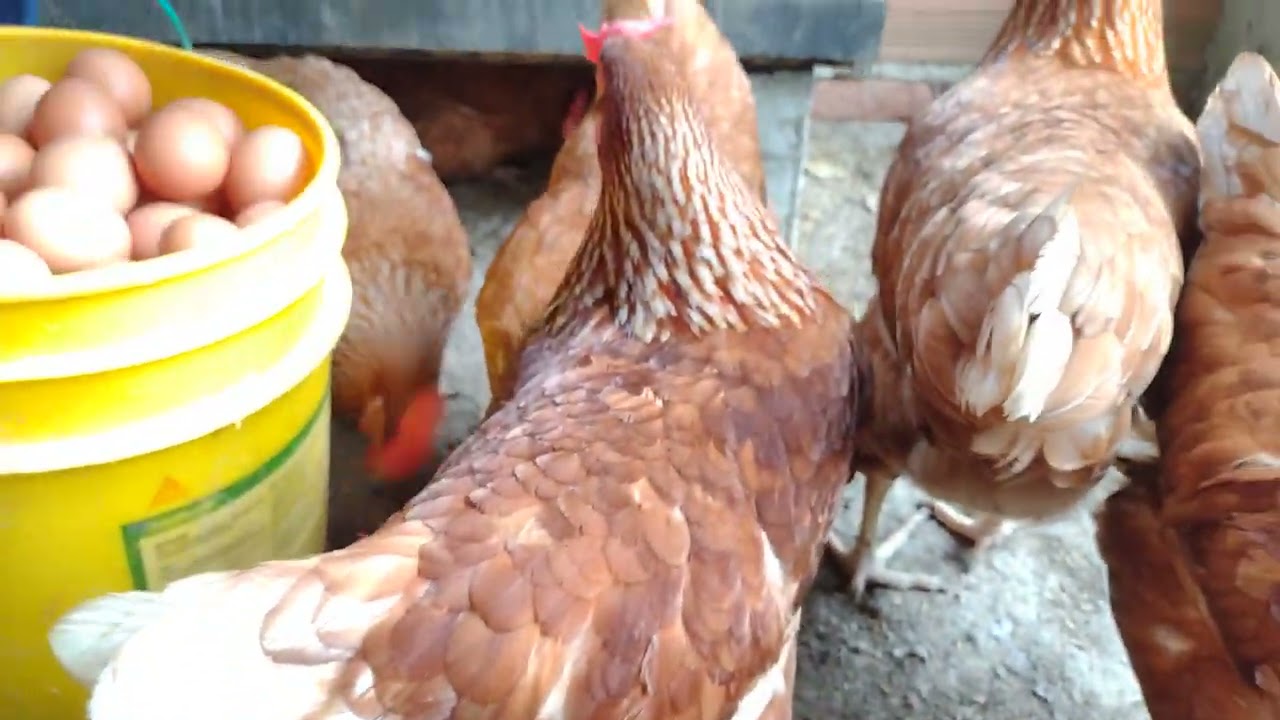 Galpón de gallinas ponedoras a bajo costos, recolección de huevos.