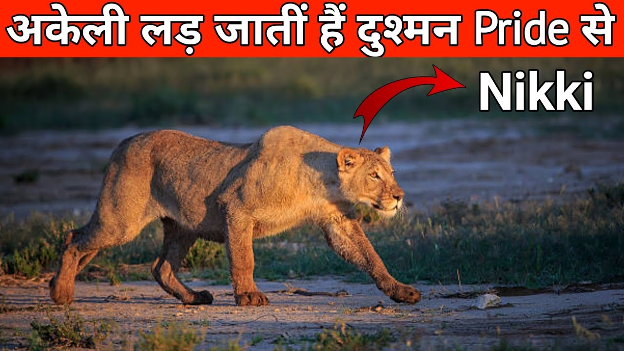 बच्चों के मारें जाने के बाद अकेली लड़ जाती है दुश्मन Pride से ||    True Story Of Nikki Lioness ||