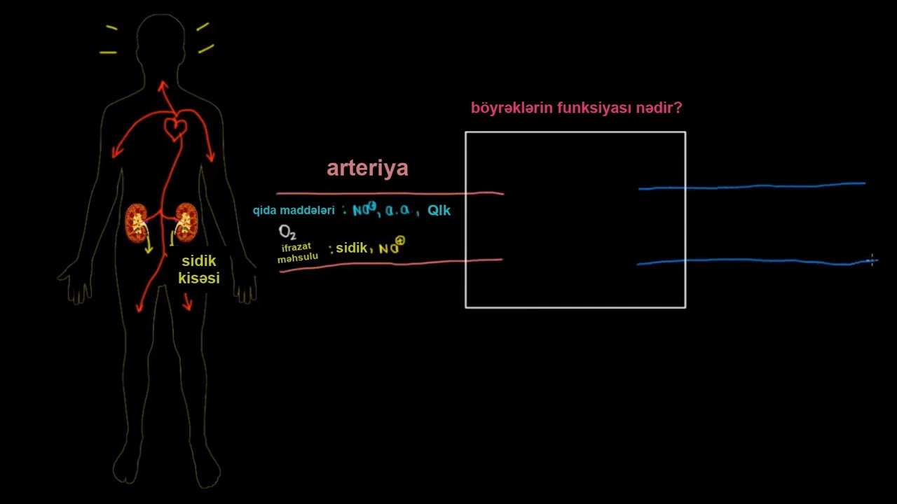 Böyrəklərlə tanış ol! | Sidik-ifrazat sisteminin fiziologiyası