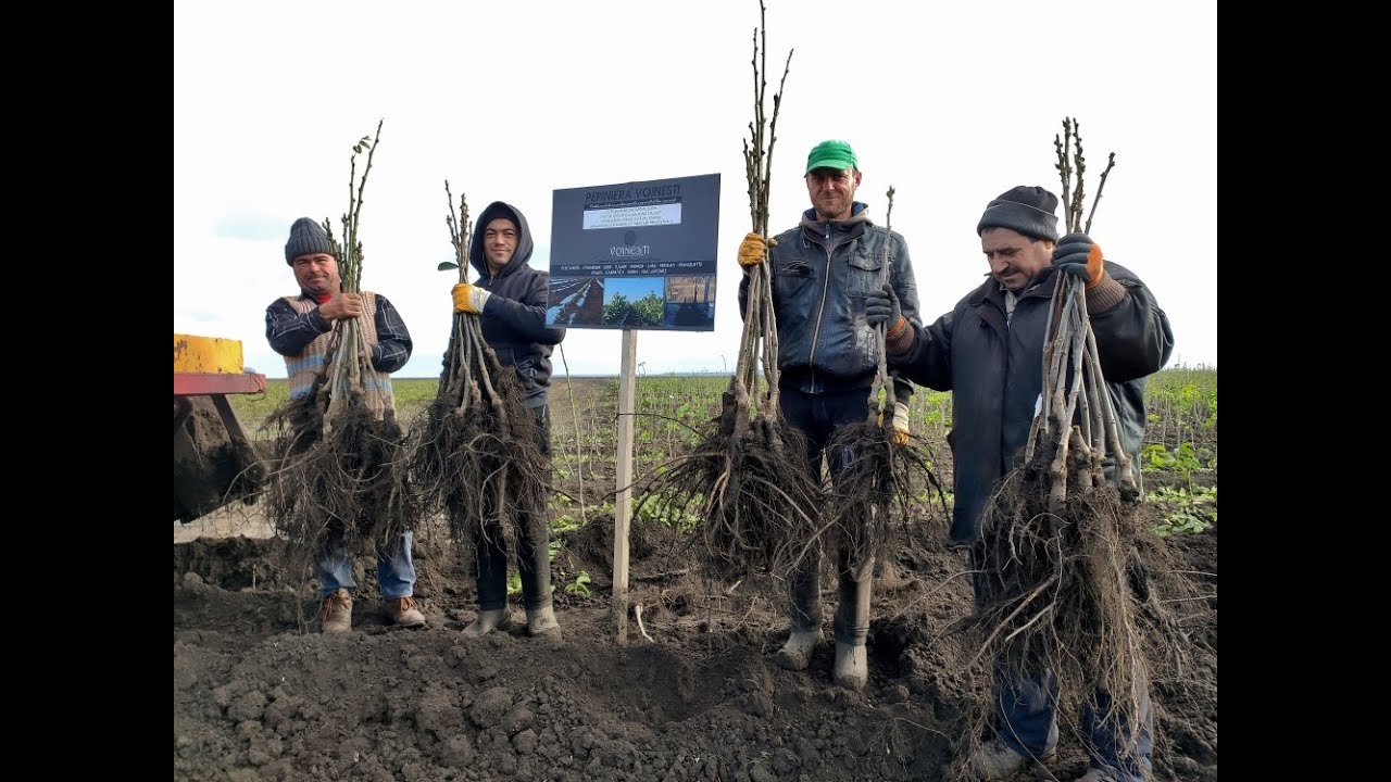 Walnut grafting campaign at Voinesti Nurseries (ENG). Order your best quality walnut trees now.