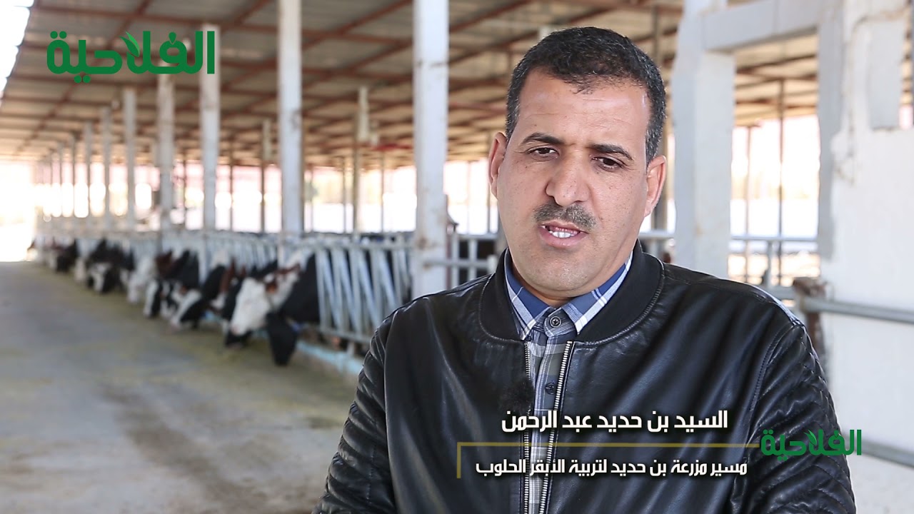 تربية الأبقار الحلوب بغرداية , تجارب ناجحة تحتاج للدعم و المرافقة