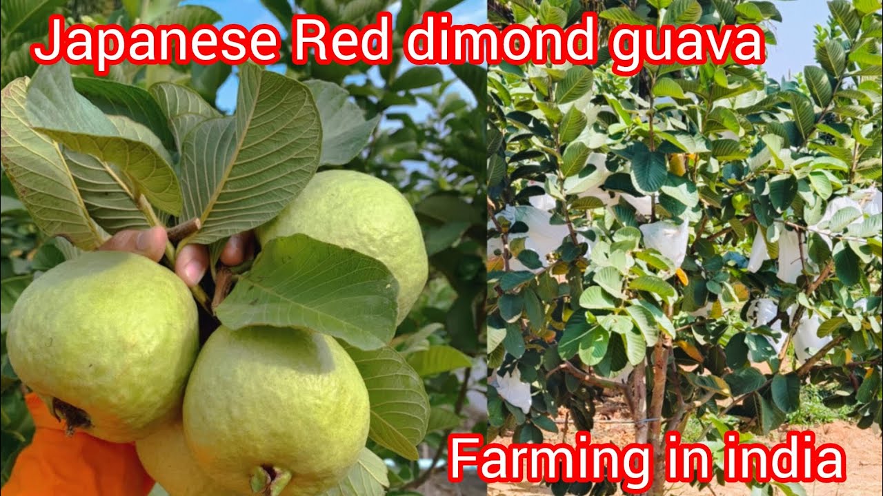 Japanese Red dimond guava plant farming in india plant available all India home delivery 6296494312