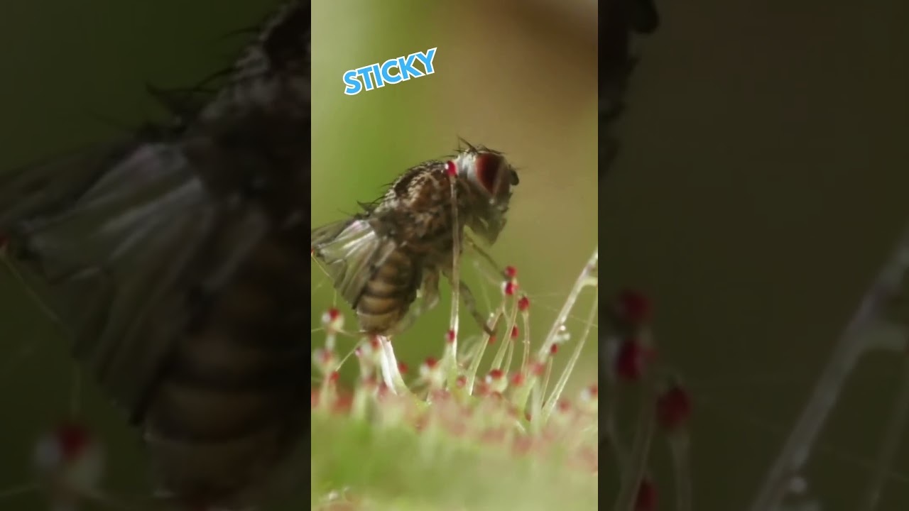 🪰 🌱 Sundew Plant Eating Fly 💀 Drosera Plant