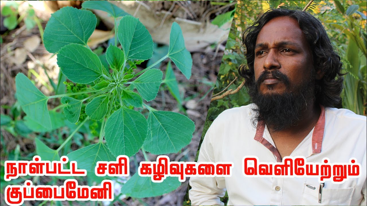 நீண்ட நாள் கட்டிபட்டுப்போன சளியை வெளியேற்றும் குப்பைமேனி | Kuppaimeni Benefits | Acalypha indica