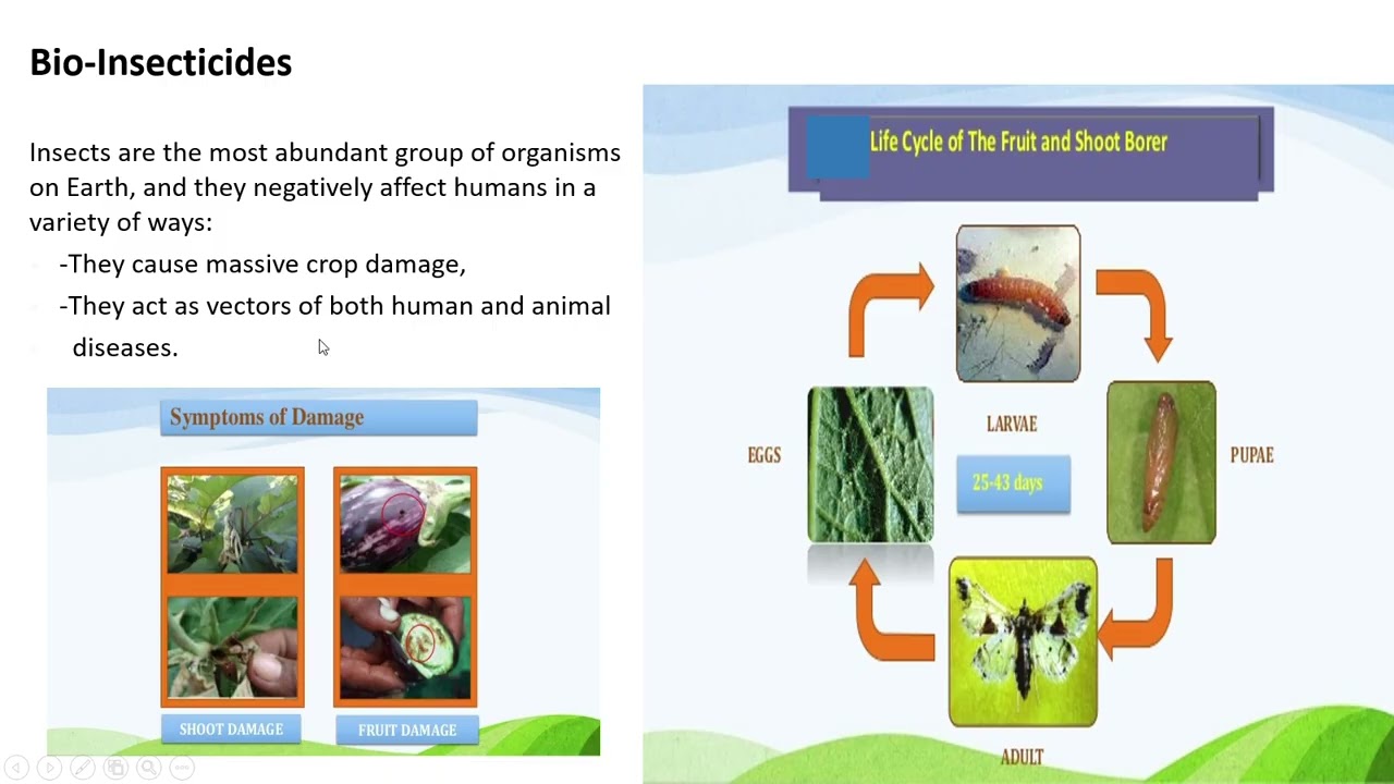 PowerPoint Slide Show   Transgenic plant expressing BT  Insecticidal Crystal  protein 2025 12 28 23