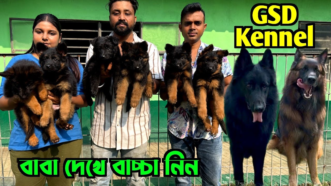 Black German Shepherd Kennel in Kolkata. Dog Market in Kolkata Price. Kolkata Dog Market.