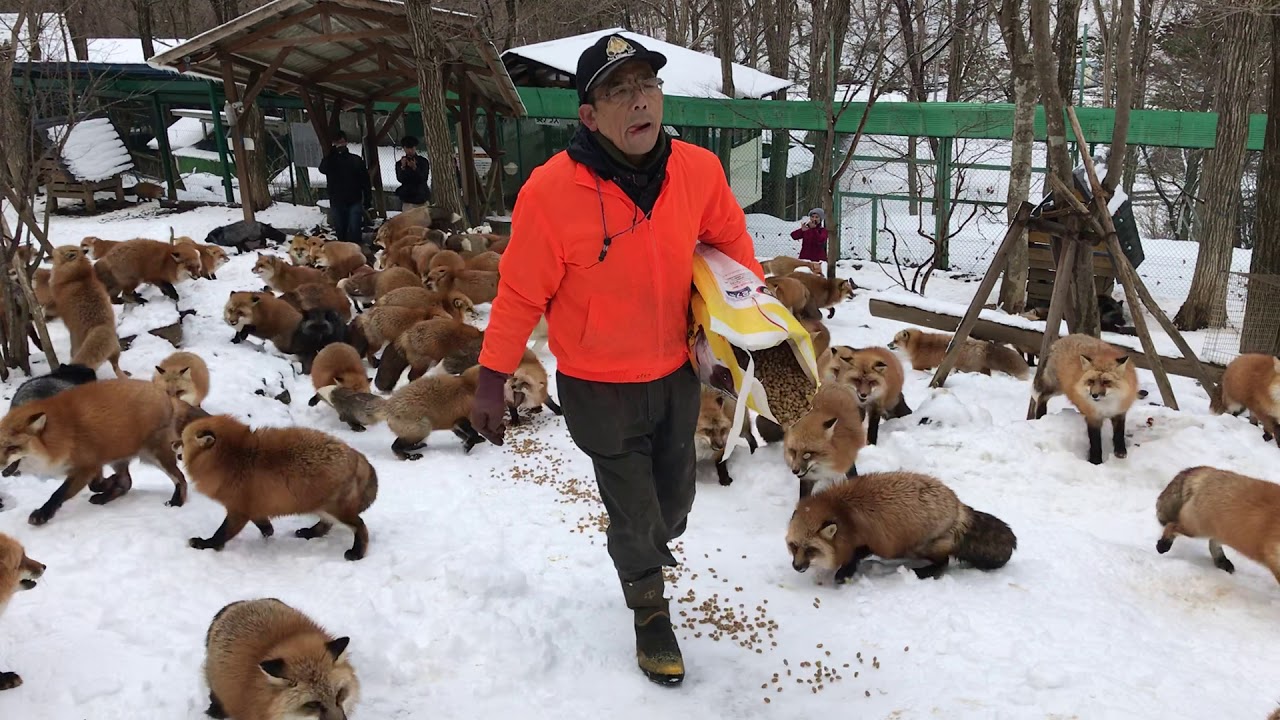 Zao Fox Village: feeding time