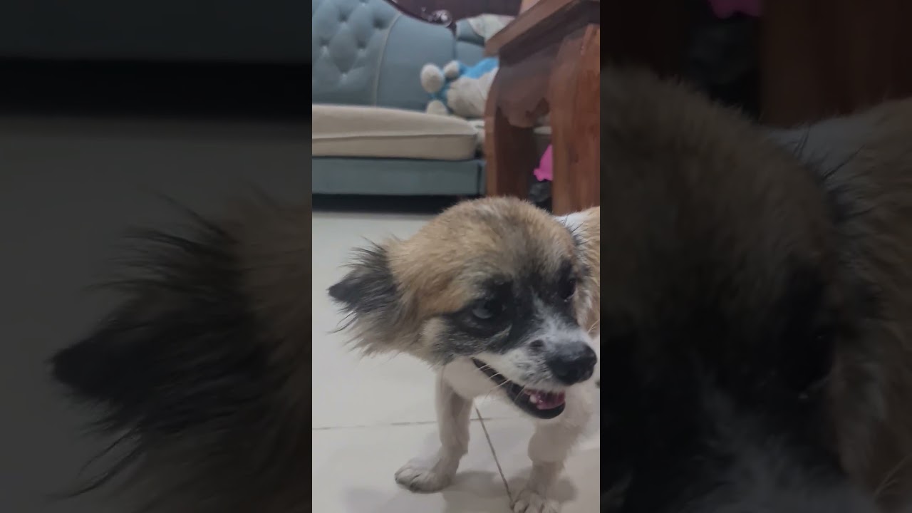 #dog