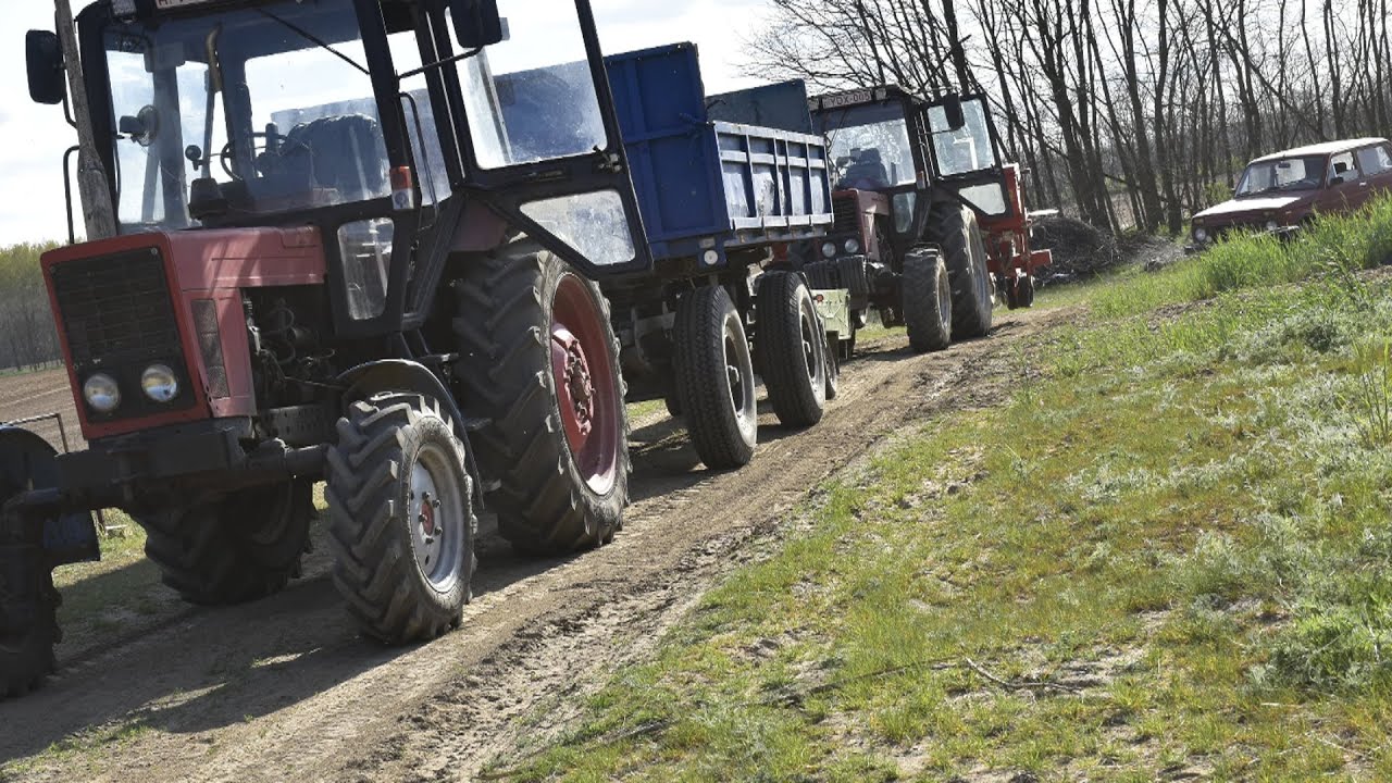 2021 napraforgó vetés