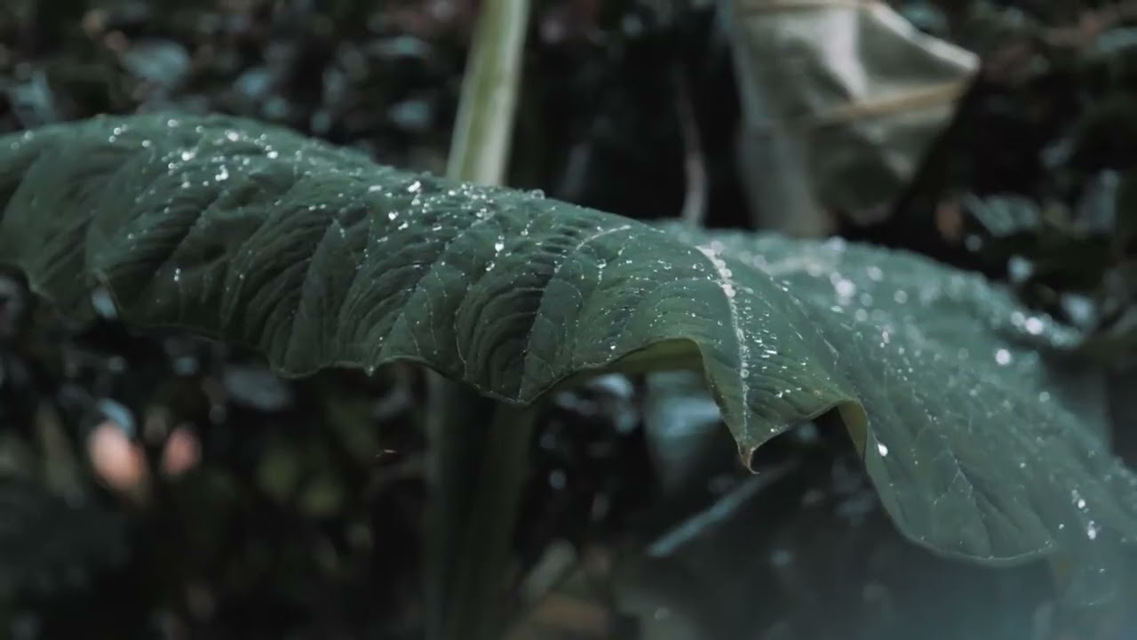 Gentle Rain Sounds for Focus & Sleep | Nature Rainfall Ambience