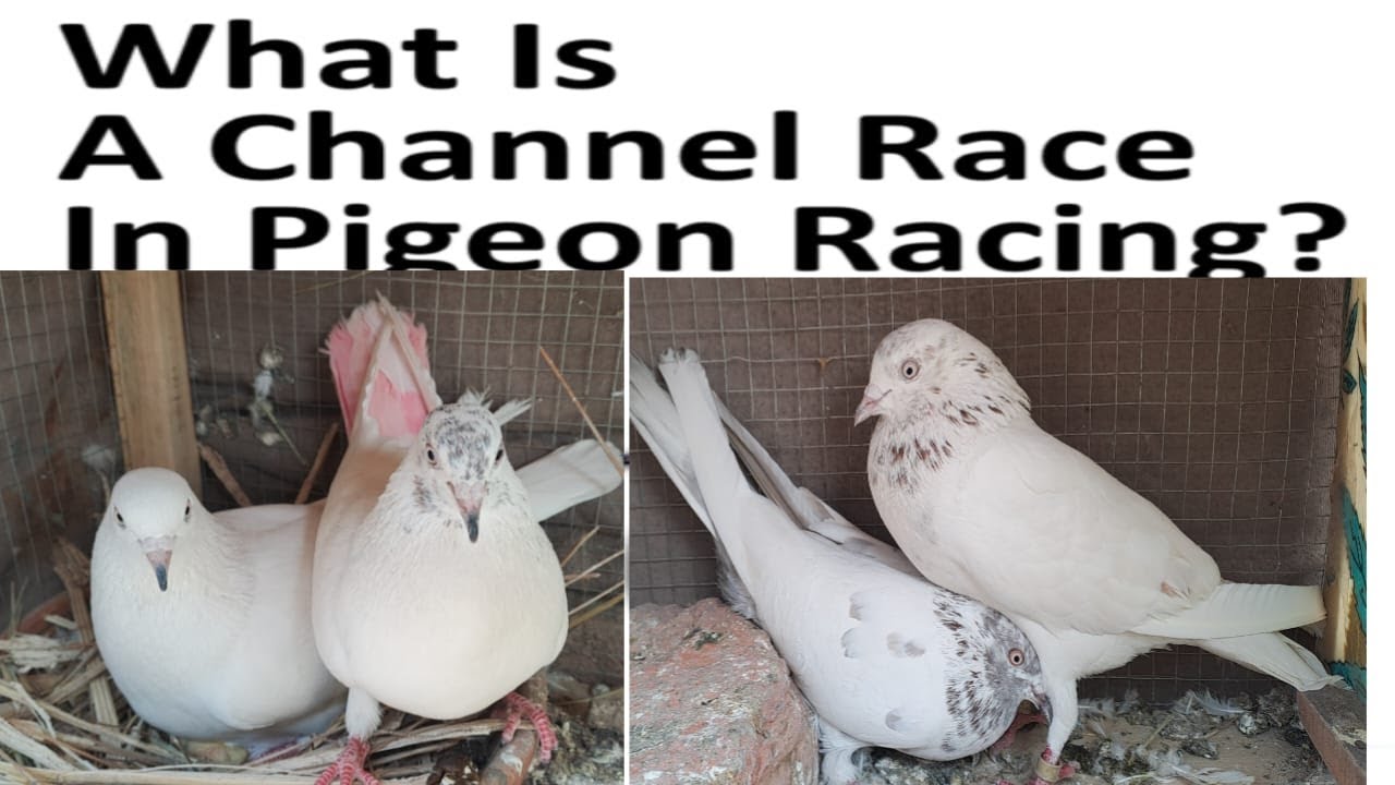pigeon channel
