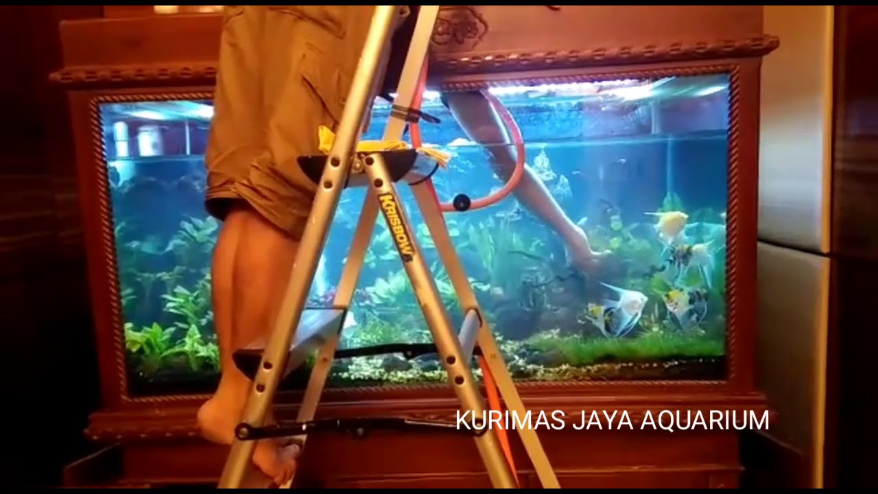 Tutorial Perawatan Aquascape by Kurimas Jaya Aquarium