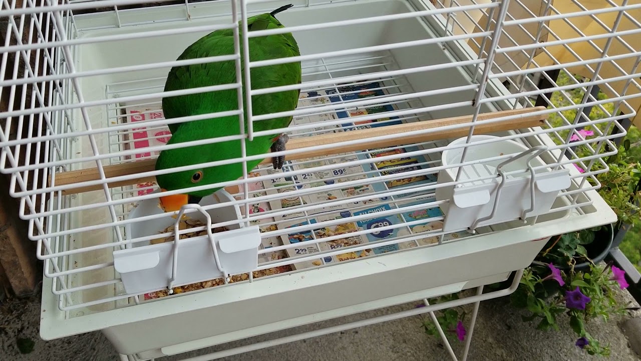 Jasper the Eclectus Parrot Loves the Balcony