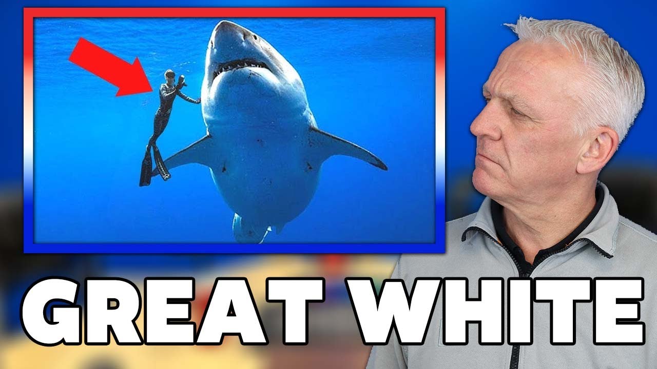 Great White Shark encounters that will TERRIFY you REACTION | OFFICE BLOKES REACT!!
