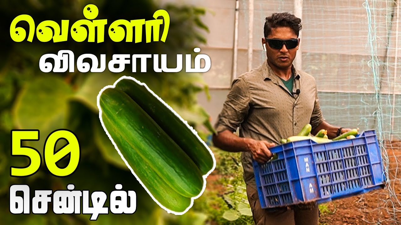 வெள்ளரி விவசாயம் 50 சென்டில் | English Cucumber cultivation in Green House | Cascarino Eco Farm