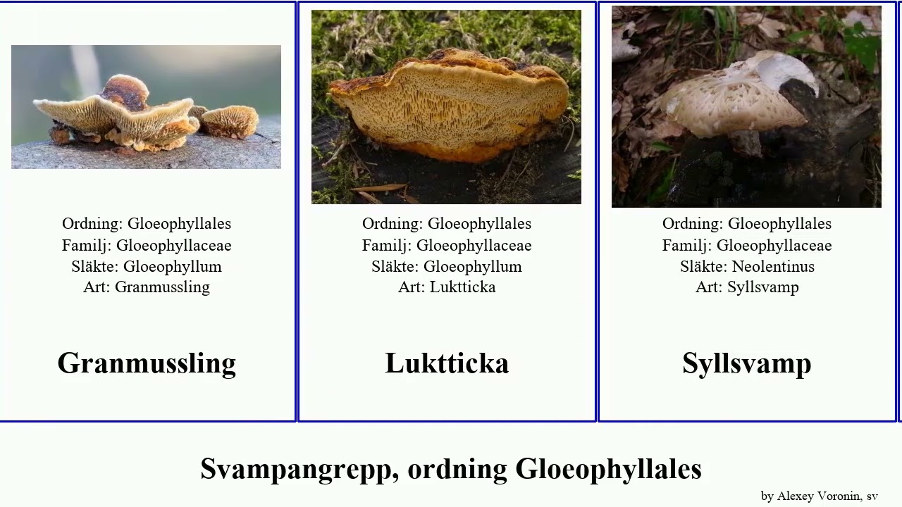 Svampangrepp, ordning Gloeophyllales fungus Migration North Spring Granmussling Tallstocksticka