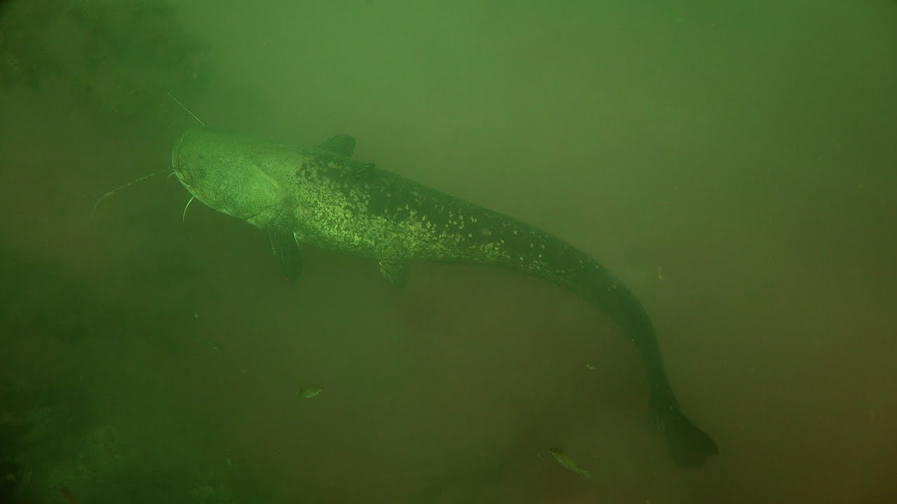 Tauchen im Jägerweiher mit kleinem Wels und Gandalf dem Grauen.