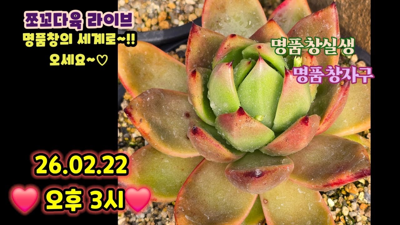 #쪼꼬다육라이브 02.22 오후3시  30분❤️#명품창실생 #명품자구 #신품종창 #창전문농장 #카드결재가능