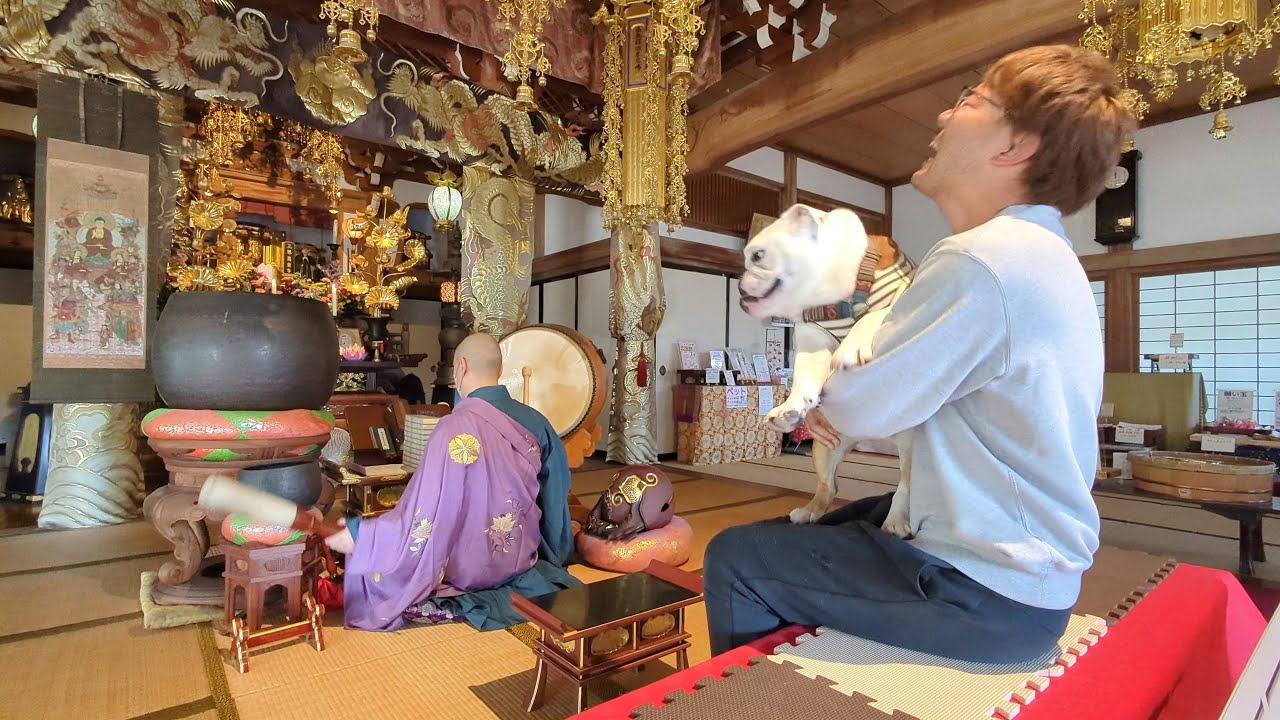 お寺の住職相手に本能むき出しで襲い掛かろうとするブルドッグがこちら…