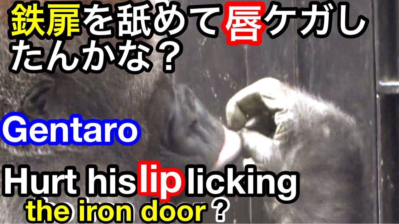 ゲンタロウは扉を舐めてしまい唇を怪我した?!🌸Gentaro injured his lip after licking the door ?!【KyotoZoo京都市動物園】UP2021/11/25
