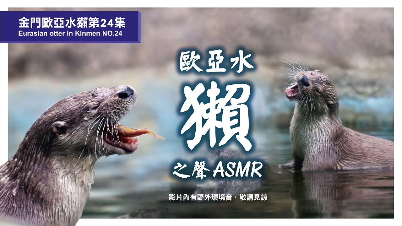 金門水獺第24集 Eurasian otter in Kinmen NO.24-野生歐亞水獺叫聲篇！你各位有聽過水獺的聲音嗎?!歐亞水獺的ASMR來拉~~~
