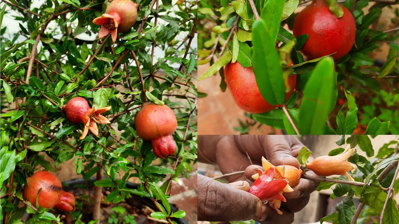 மாடி தோட்டத்தில் மாதுளை செடி வளர்ப்பது எப்படி | Pomegranate plant growing in Terrace garden in Tamil