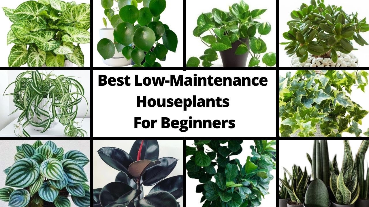 +20 Best Low-Maintenance Houseplants For Beginners //Easiest Houseplants // Indoor plants for decor