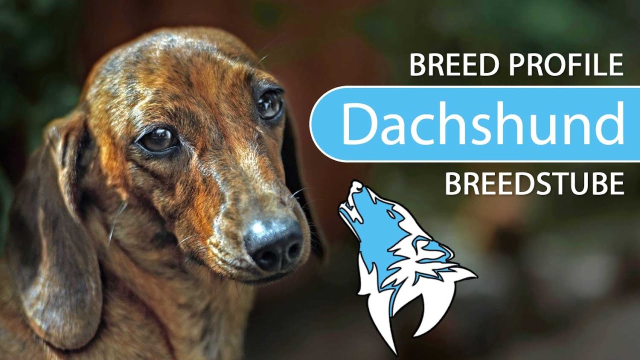 ► Dachshund Breed [2020] Temperament & Training