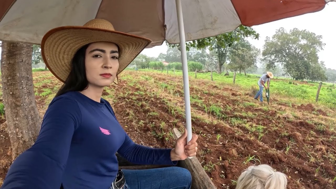 Hoje plantamos milho debaixo de chuva.