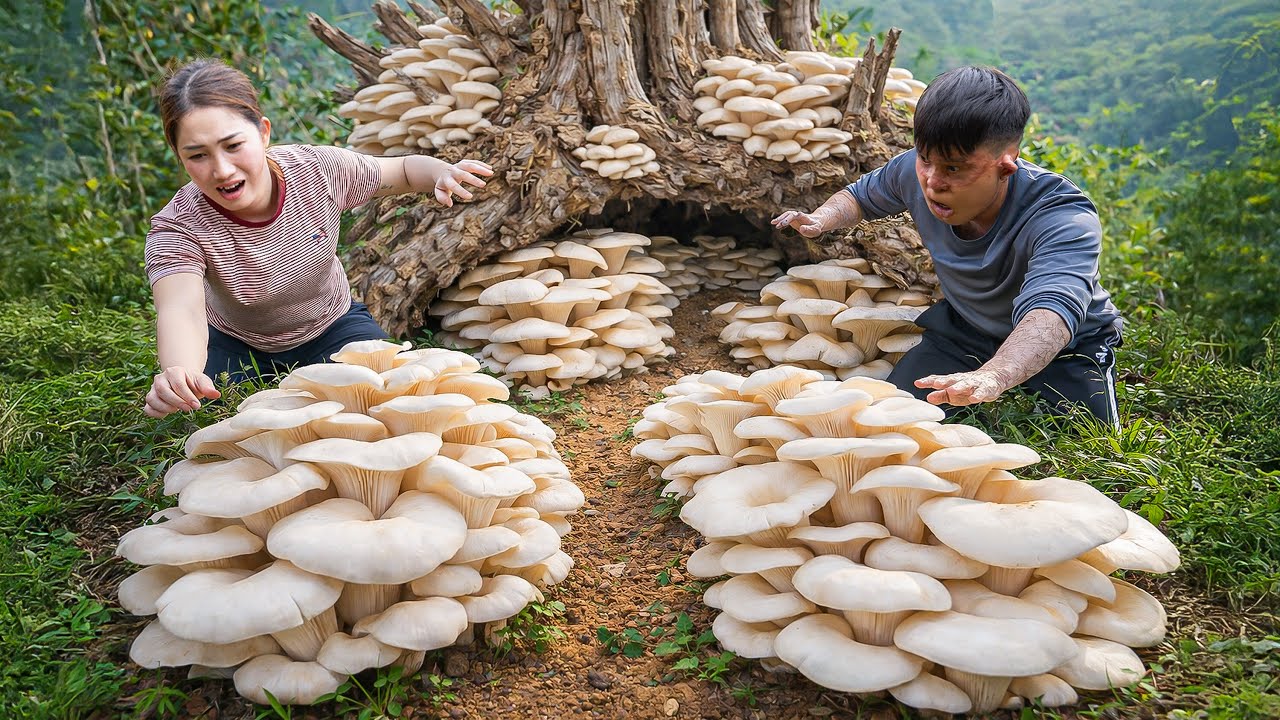 Harvesting Giant Wild Mushroom In Rainforest, Cook Mushroom Soup With Herb | Dish Unique Flavor