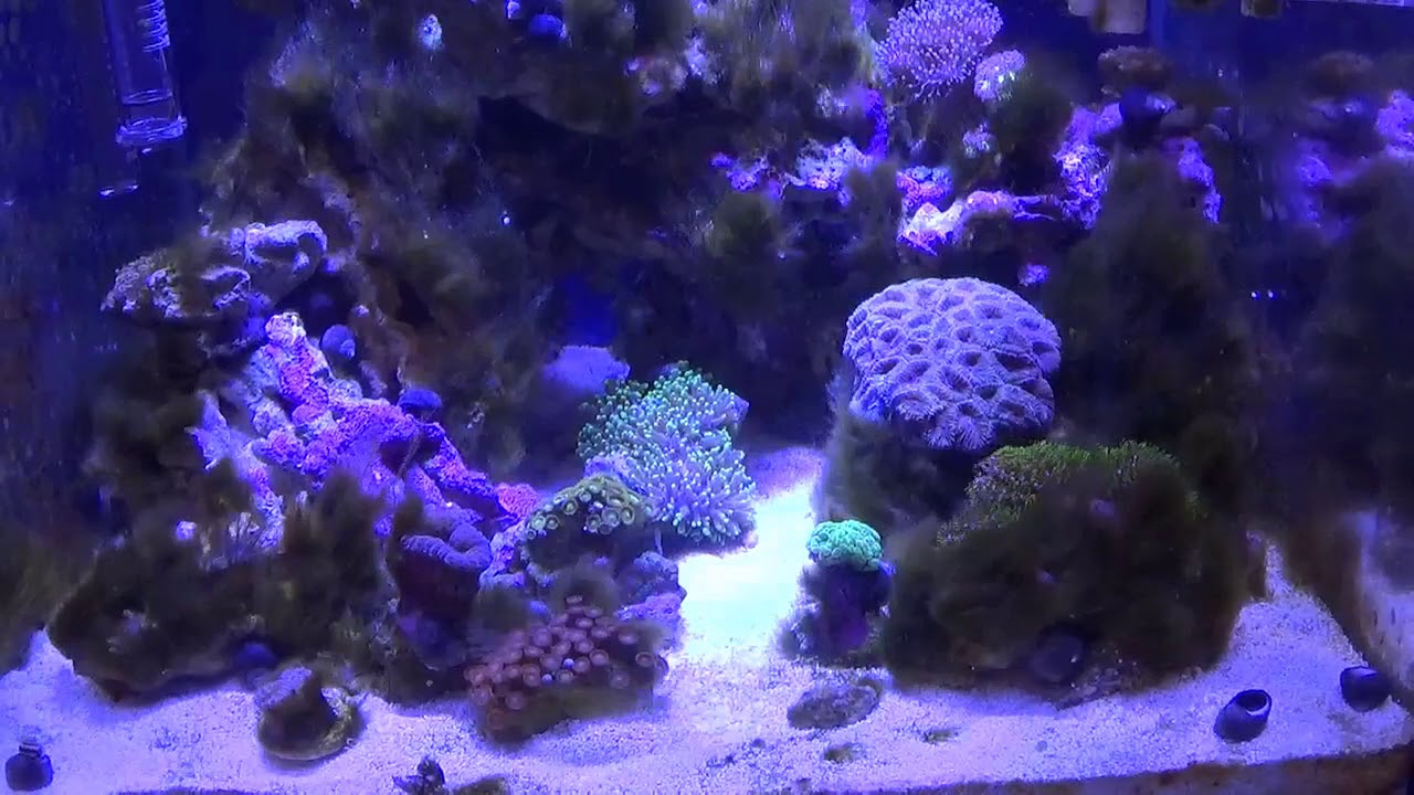 Eliminando alga filamentosa con Bígaros