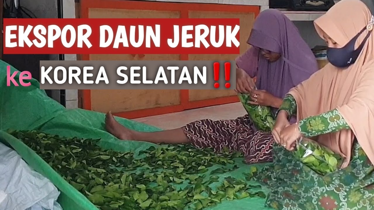 EKSPOR DAUN JERUK ke KOREA SELATAN‼️ #part2