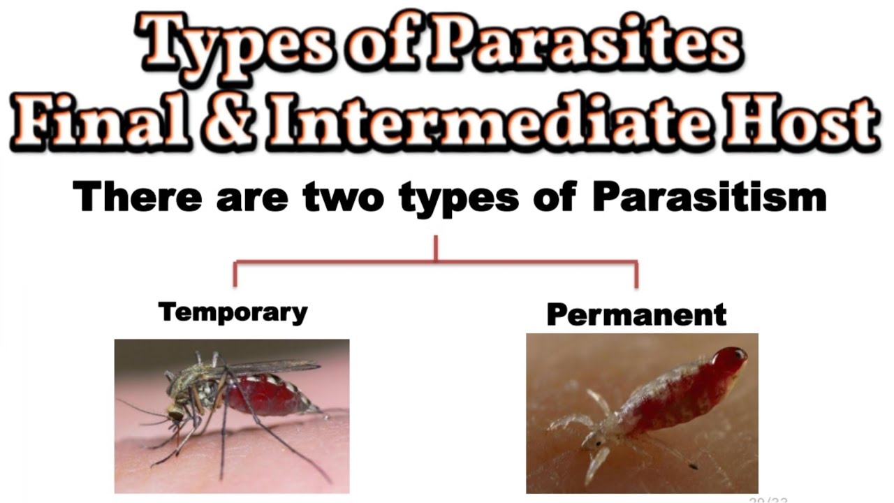 Parasites Definition, Intermediate & Final Host • Parasitology | تعريف الطفيل وانواع العائل