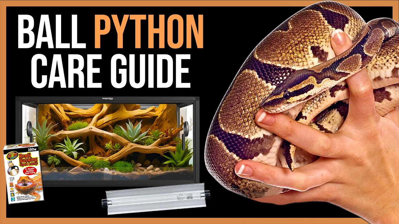 Ball Python Care Guide for Beginners