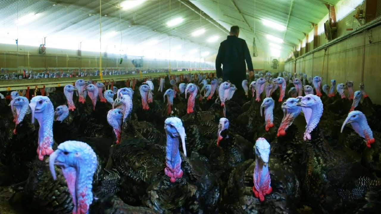 Невероятная Птицефабрика Технология Производит миллион индеек 🍗 - новый завод по переработке индеек