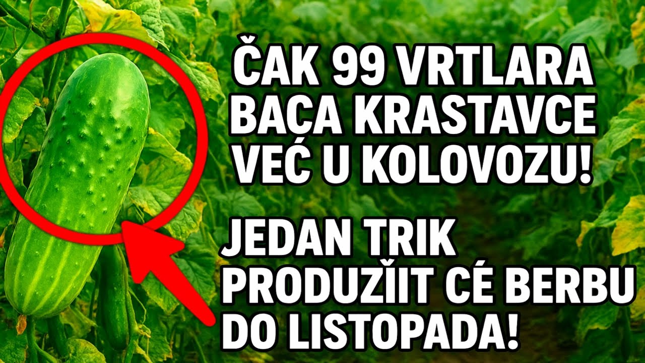 Čak 99% vrtlara baca krastavce već u kolovozu! A uzalud: jedan jednostavan trik produžit će im berb