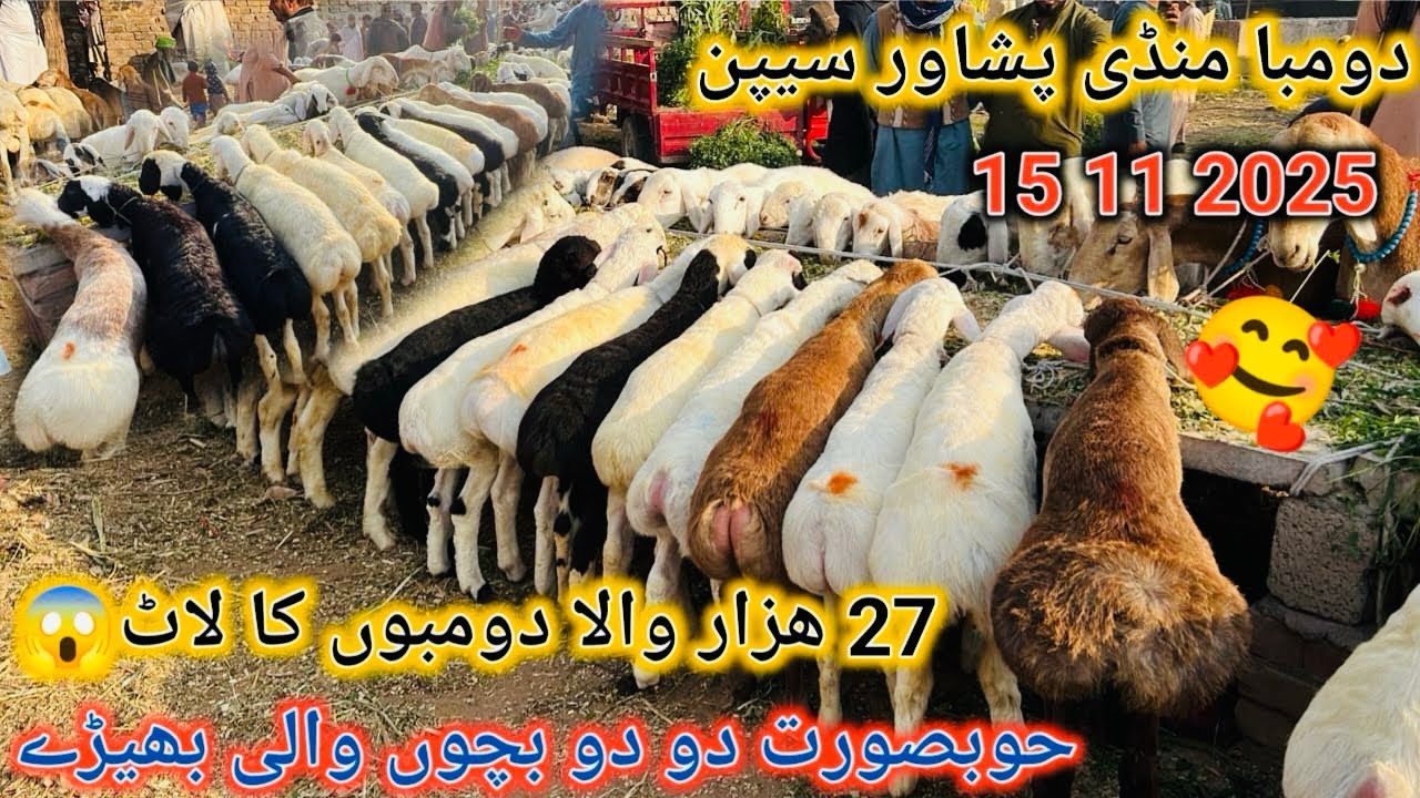 27 Hazar Wala Dumbo Ka Laat😱ll Dumba Market Peshawar Latest Update 15 11 2025
