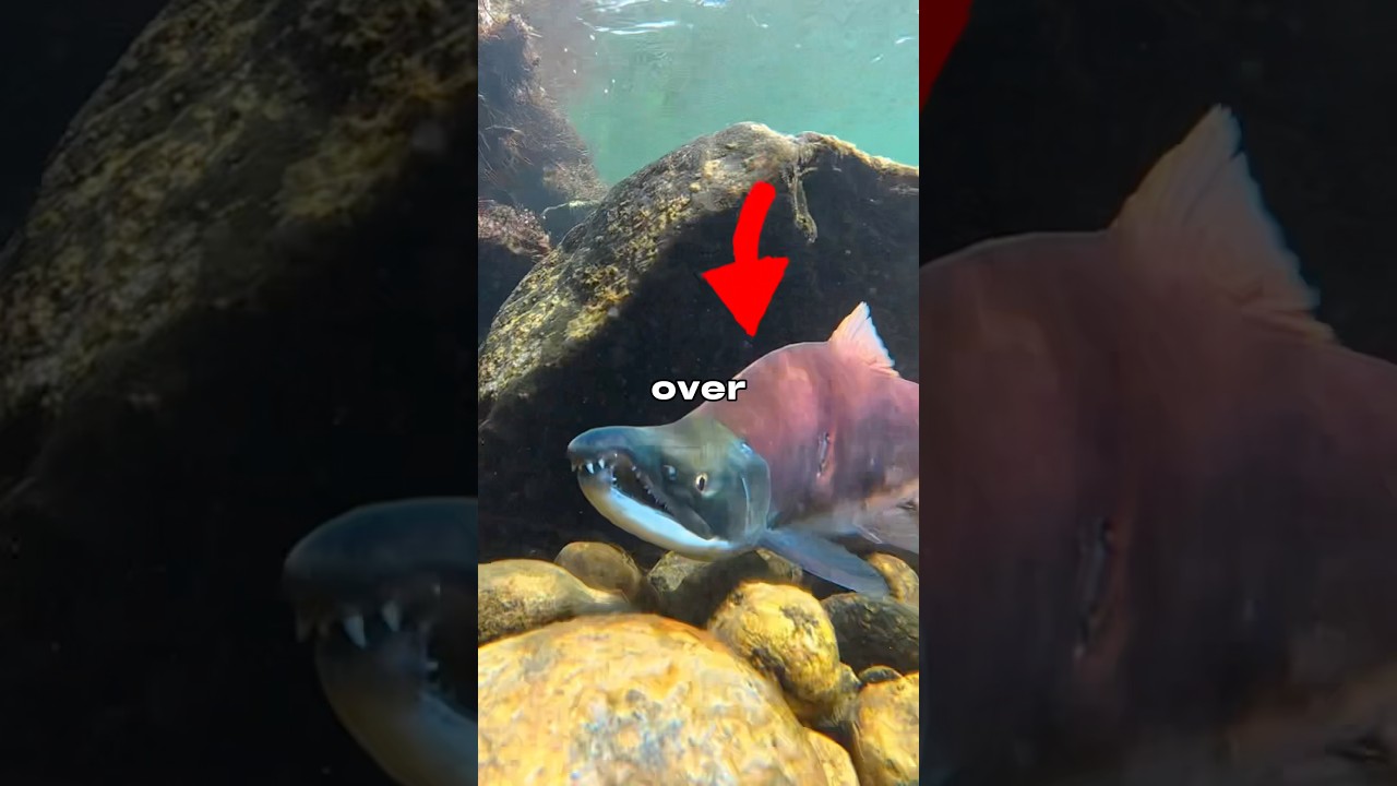 Я ловил ЛОСОСЯ 🐟🎣