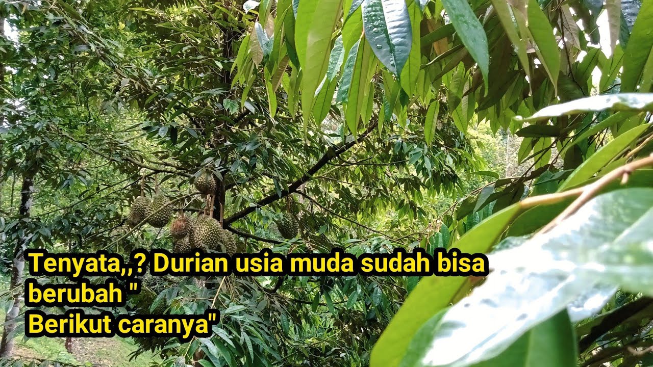 Merawat durian usia dini bisa menghasilkan buah.