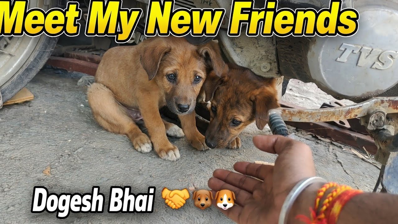 2 Cute Puppies Found! Meet My New Friends 🐕🥹#cutepuppy