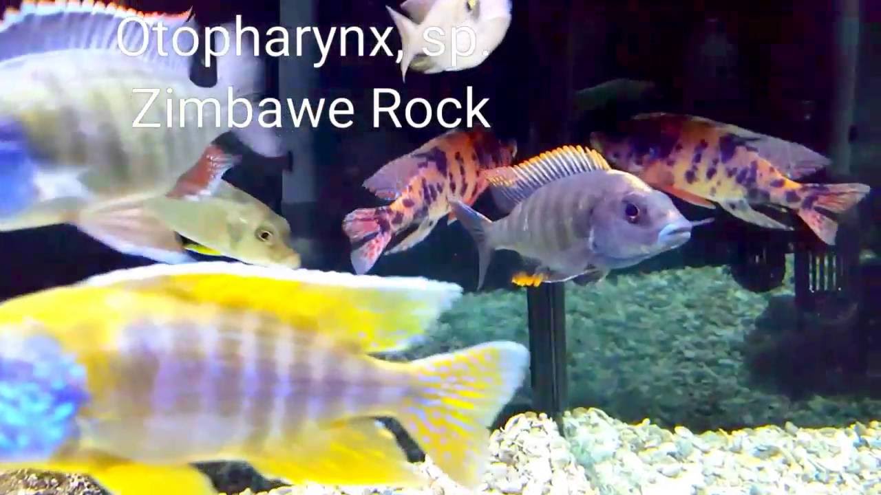 AFRICAN CICHLIDS: 6 Haps You Must Have!