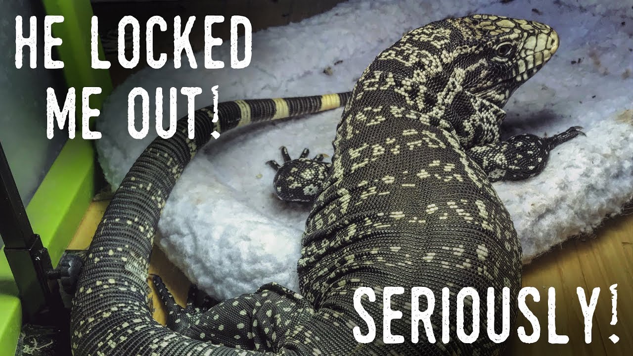 My TEGU LOCKED ME OUT of my Own Reptile Room!