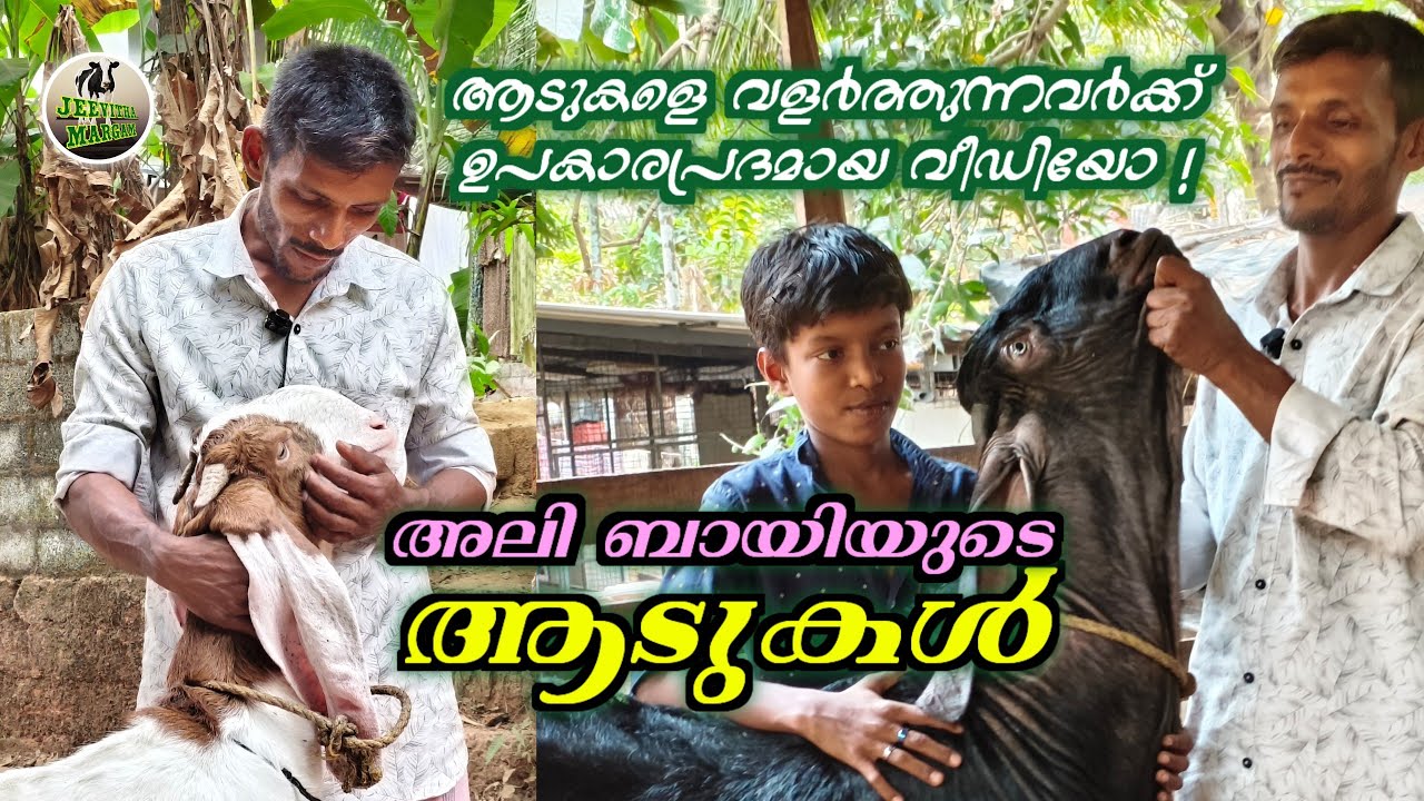 ആട് വളർത്തലിനെ കുറിച്ച് അലിബായ്ക്ക് പറയാനുള്ളത് ? 💯 #goatfarming #hjghbreedgoats #jeevithamargam 