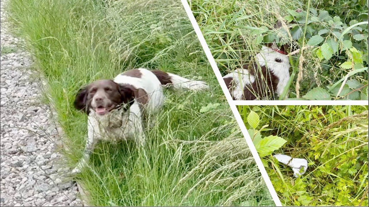 Can Cassie find Kyle's smelly sock? [+ example of handler error] 🐶