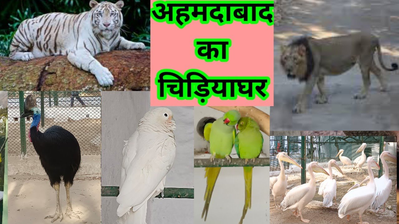 Kankaria Zoo Ahmedabad || अहमदाबाद का चिड़ियाघर || Kamla Nehru Zoological Park