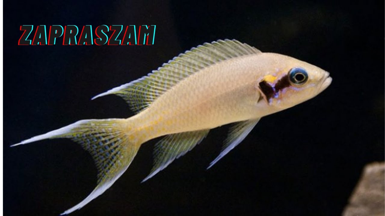 Tanganika i sł&oacute;w kilka...