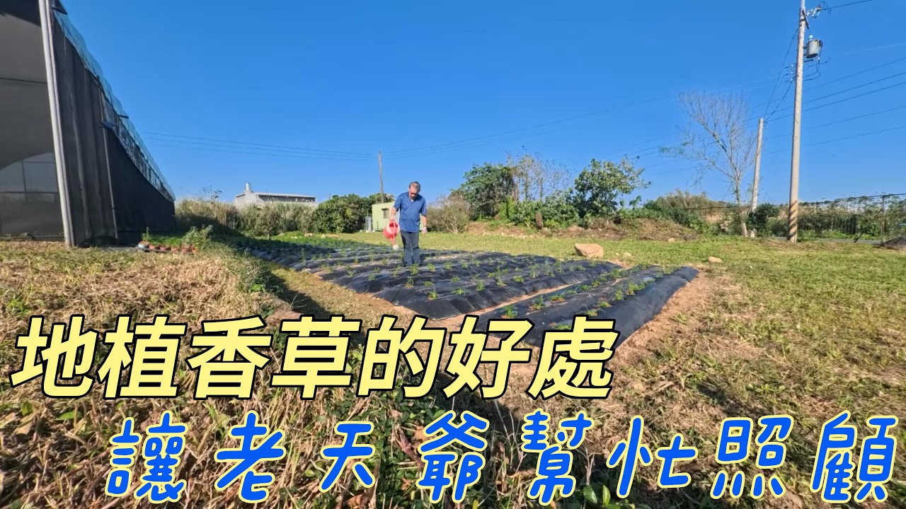 如果你是朝露 我願是那海洋 三芝香草園種植洋甘菊 靠大自然滋養 減少很多澆水負擔