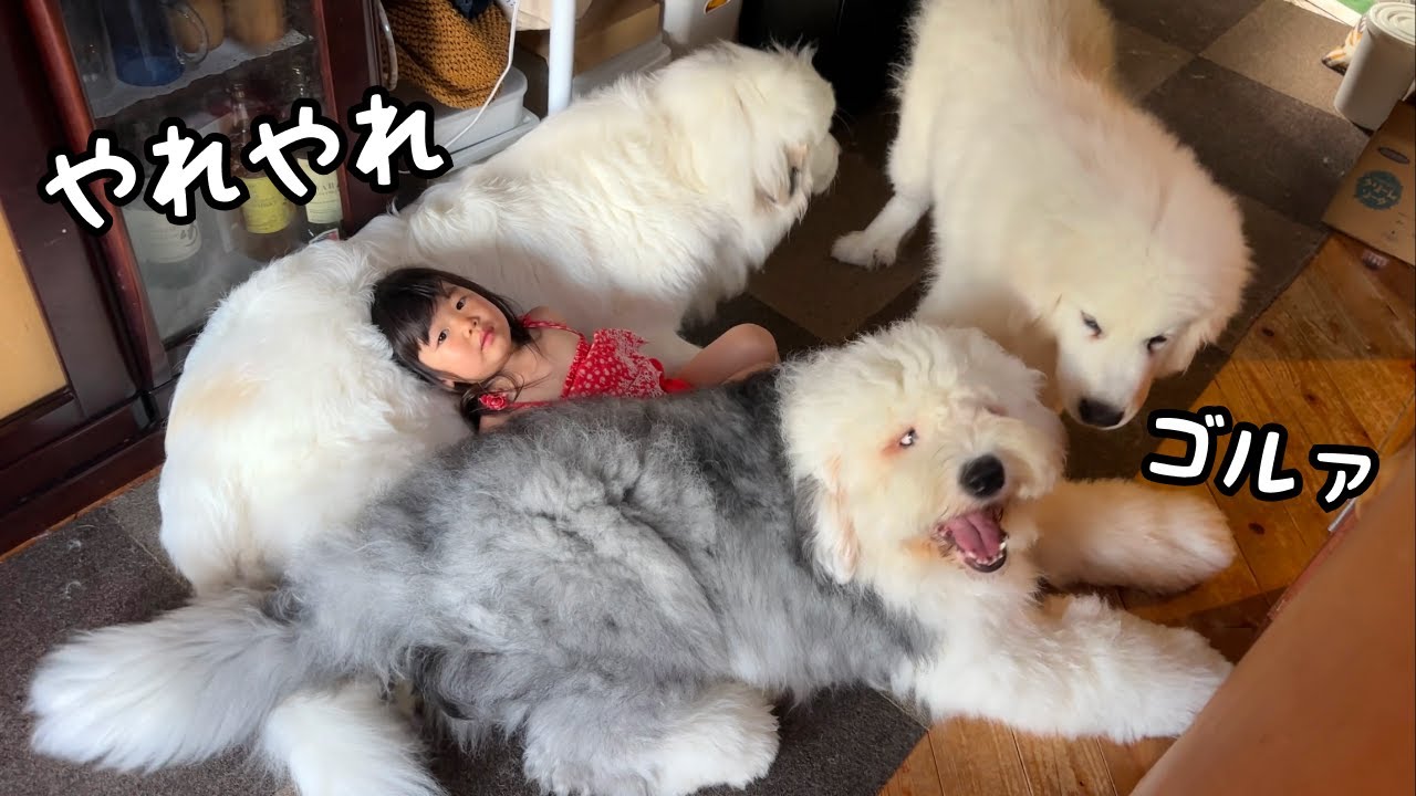 【脅威】超大型犬をベッドにしながら目の前でどデカい弟たちの喧嘩を見守る３歳児が凄すぎる&hellip;｜グレートピレニーズ&オールドイングリッシュシープドッグ&トイプードル